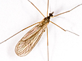 Trichocera major